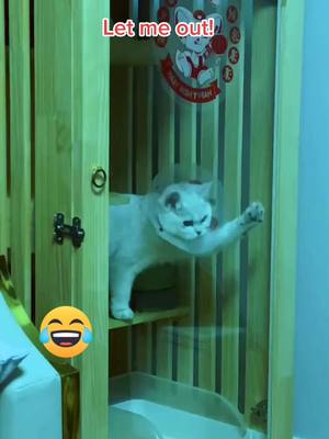 A post by @petlover_99 on TikTok caption: #cute #catsoftiktok #pet