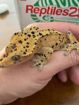 A post by @jhpythons on TikTok caption: Love the color on this guy 😍🔥🙌🏻 #reptile #snake #crestedgecko