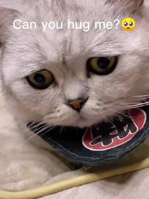 A post by @kittystories2021 on TikTok caption: Can u hug me 🥺 Tell me your thought.  #catsoftiktok #fyp #catoftheday #kitty