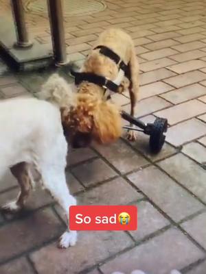 A post by @pety9001 on TikTok caption: So sad poor baby😭#dog #foryoupage #puppy