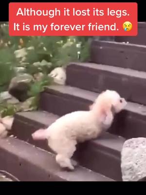 A post by @leinuo0802 on TikTok caption: Although it lost its legs. It is my forever friend. 😢#petrescue #pet #pet #dog #foryou #FreeFreeDance