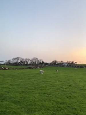 A post by @lisaannod1 on TikTok caption: Lambing 2021🐑 #lamb #sheep #lambing #texel #charollais #suffolk #views #spring