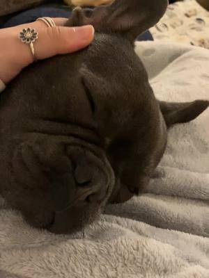 A post by @winstonfrench20 on TikTok caption: Last video of Winston #frenchie #bulldog #cutiee