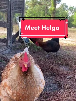 A post by @floridabirdmama on TikTok caption: Reply to @herektykty3 Helga is a living legend tbh #survivor #FindYourCore #backyardchickens #myweirdpet #birdfam #rescuepet #rescuebird #fyp