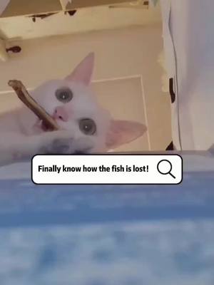 A post by @cutepetshare0 on TikTok caption: I finally figured out why the fish disappeared.#cat #fyp #foryou #cute #catsoftiktok #catfish #catlover