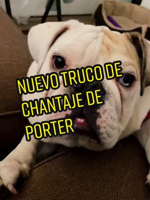 A post by @portermx on TikTok