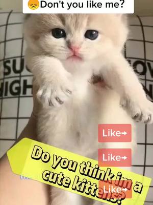 A post by @cutepetshare0 on TikTok caption: Kittens are just too cute!#fyp #cat #foryou #catsoftiktok #catlover #cute #cutecat #kitten