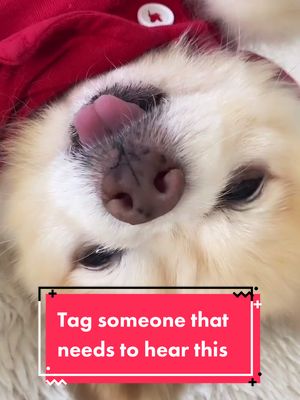 A post by @luccathepom on TikTok caption: Tag someone who needs to hear this 🐶 #fyp #dogsoftiktok #someoneoncetoldme #pomeraniansoftiktok #goviralgo #fypdog