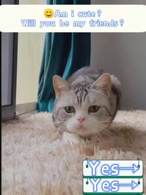 A post by @cutepetshare0 on TikTok caption: Hello,best friend#fyp #foryou #cat #catlover #catsoftiktok #cute #cats #funny