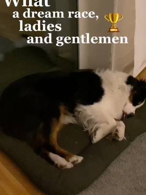 A post by @luke.australianshepherd on TikTok caption: What a dream race! 💤 #dogofticktok #australianshepherd #aussie