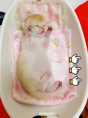 A post by @kittenqcat on TikTok caption: wish u have a good sleep tonight😊#babycat #aww #FreeFreeDance #cat #fyp #cutepuppy #foryourpage #catsoftiktok #kitten #puppylove #petoftiktok #foru