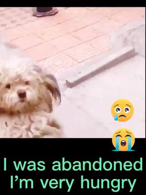 A post by @petpetlover88 on TikTok caption: may u be my friend?#straydogrescue #fyp #foryoupage #foryou #petlover #petlover #doggy #puppy #pet #straydog