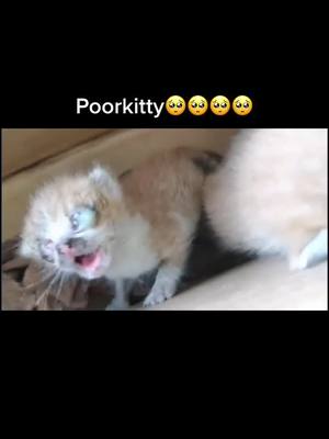 A post by @kimibaby88 on TikTok caption: Poor kitty🥺#doggy #poor #tiktok #fyp #FreeFreeDance