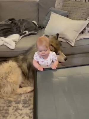 A post by @thor_the_malamute on TikTok caption: Besties 💕🐺#gentlegiant #alaskanmalamute #giantdog #dogsandbabies #thor #foryoupage #doglover