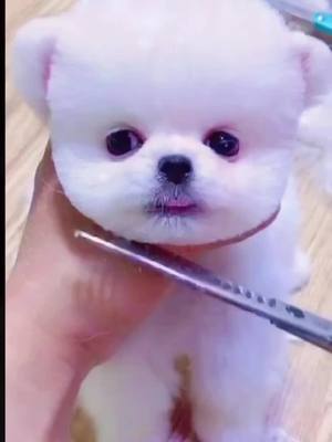 A post by @doglove3746 on TikTok caption: Every time I get a haircut, I look like a puppet doll.#Lovers #cut #cure #FreeFreeDance #fyp #pet #foryou #fypシ