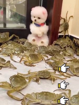 A post by @doglove3746 on TikTok caption: I saw this as soon as I entered the door.You really love and hate.#crab #dog #Lovers #cut #fyp #pet #fypシ #foryou