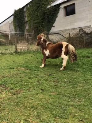 A post by @mxrgane._.chevaux on TikTok caption: Proposez moi des idées de TikTok ☺️ #pourtoi