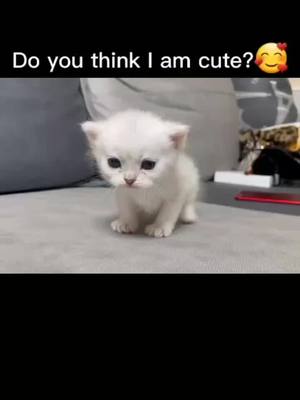 A post by @cutepetshare0 on TikTok caption: Do you love cute kittens？#foryoupage #foryou #fyp #cats #kitten #cutecat #catsoftiktok #catlover #cat