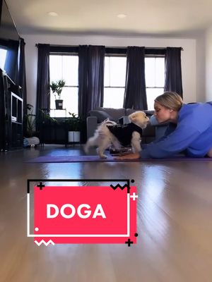 A post by @luccathepom on TikTok caption: @nutritionbysam ♥️🥺🐶🤸🏽‍♀️🤸🏽‍♀️ #adorableanimals #adorablemoment #adorablepets #tiktoker #tiktokers #goviralgo #fyp #fypsounds