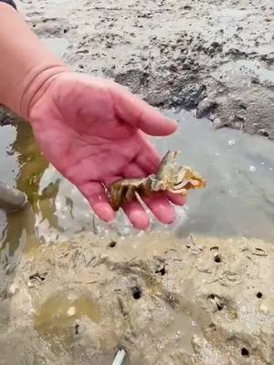 A post by @johnsondavid20 on TikTok caption: Catching crabs 🦀 #seaside #beach #crab #tik_tok #fyp