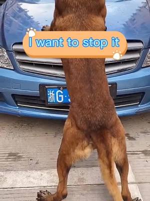 A post by @doggy7758 on TikTok caption: Can I stop it?🐶#dog #doggy #pet #petlover #foryou #fyp