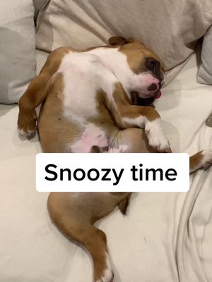 A post by @itsritosworld on TikTok caption: 😴 #englishbulldog #englishbulldogpuppy #fyp #sleepingpuppy #sleepydog #snoozytime #snoozy #puppy