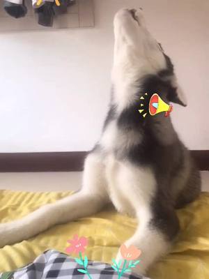 A post by @ashleycutepet on TikTok caption: My alarm clock every morning ⏰ What's yours? #husky #huskylife #huskysinging #dogsinger #dogsoftiktok #fyp