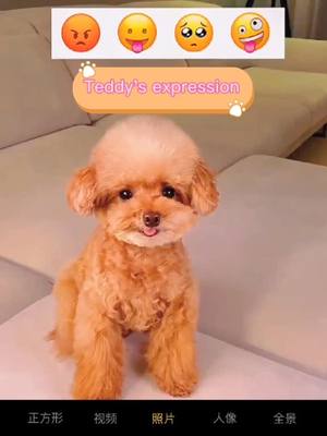 A post by @doggy7758 on TikTok caption: Teddy's expression pack❤️❤️❤️#dog #doggy #pet #petlover #foryou