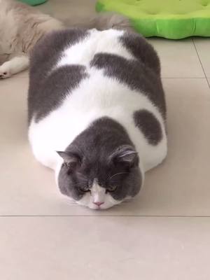 A post by @biggggcat on TikTok caption: Where are its legs #cat #fyp #foryou