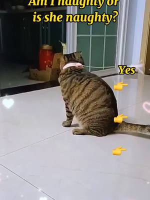 A post by @loveanimals686 on TikTok caption: Do you think I’m naughty?#fyp #naughty kitty