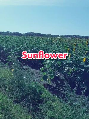 A post by @terpslife on TikTok caption: Sunflower Fields in Clermont, Fl.#terpslife #sunflower #lazydays #GoForTheHandful #getoutside