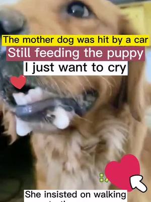 A post by @pet1friend on TikTok caption: So sad#pet #fyp #foryou #dog