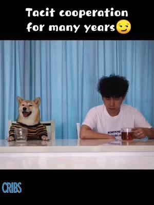 A post by @dodobabydoy on TikTok caption: #mycrib 😌😌😌#fyp #funnydog #dog #funnyvideos #foryou