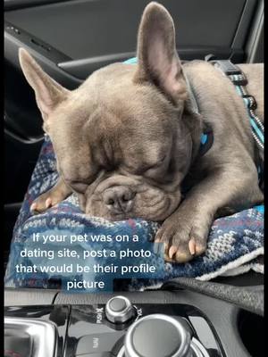 A post by @stitchthefrenchie on TikTok caption: Would you swipe right?!?! #fyp #stitch #frenchie #datingsite #dogsoftiktok #springvibes #swiperight #getcrocd