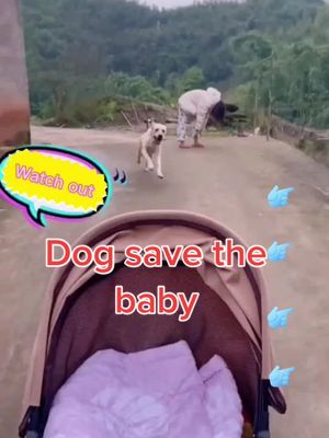 A post by @pet1friend on TikTok caption: Watch again.Dog save the baby #pet #fyp #foryou #dog