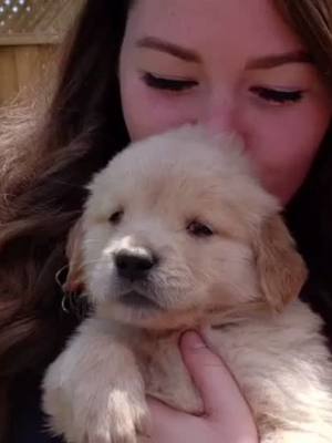 A post by @charliebear.thegolden on TikTok caption: Happy 1st Birthday Charlie! #goldenretriever #goldenretrieverpuppy #goldenretrieverlife