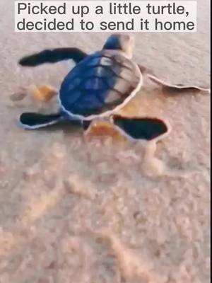 A post by @enjoy_lifeeee on TikTok caption: #turtle #fyp #sea #seaside #fish