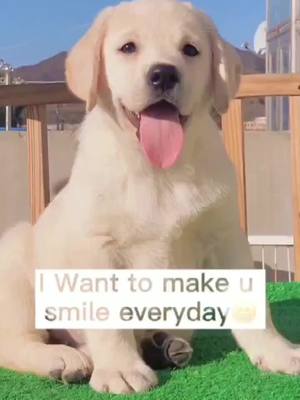 A post by @petslover56 on TikTok caption: Do you hate or love me?😢 Wish you have a great day💓#realife #tiktok #doggy #foryoupage #2021