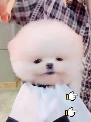 A post by @doglove3746 on TikTok caption: Every haircut is very happy to cooperate, the stylist likes this little cutie, do you like it?#dog #pet #kid #foryou #cure #Lovers