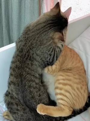 A post by @pethomed on TikTok caption: Does it look like you?#foryou #pet #cat #Love