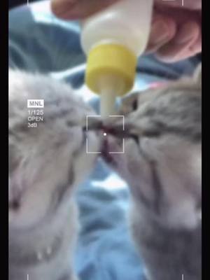 A post by @hooqint on TikTok caption: #catsoftiktok #cutecat #foryou #fyp