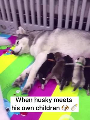 A post by @ashleycutepet on TikTok caption: Ready to be a father? #husky #huskybaby #puppy #dogsoftiktok #fyp