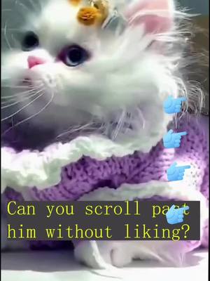 A post by @firetrip6805 on TikTok caption: #foryou #pet #kitten #cat