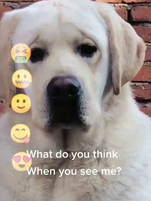 A post by @petslover56 on TikTok caption: Tell me yhe true😥#doggy #puppy #puppylove #fyp #foryourpage