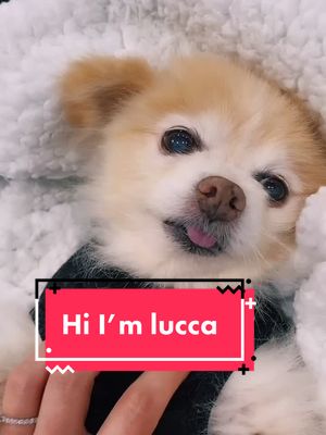 A post by @luccathepom on TikTok caption: #youaremysunshine 🌞🌞 #adorableanimals #pomeranianpuppy #pomeraniansoftiktok #pomsoftiktok #fyp