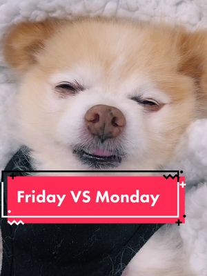 A post by @luccathepom on TikTok caption: Friday night VS #mondaymorning 🤪🤪 #fyp #fypsounds #pomeranian #dogsoftiktok #dogsoftiktokviral #dogsoftiktoks #goviralgo #bongochachacha #AerieREAL