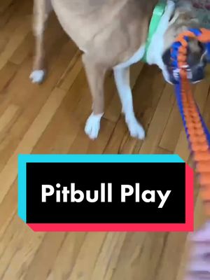 A post by @moiraandmeatball on TikTok caption: Seems scary at times but he knows the rules! #tugofwar #dropit #pitbull #puppiesonly