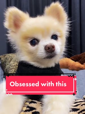 A post by @luccathepom on TikTok caption: #obsessedwithit #obsessed #peoplethinkiamobessewiththis #fyp #pomeraniansoftiktok #viralsounds