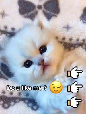 A post by @kittenqcat on TikTok caption: Am i cute?#cat #cats #cute #cutecat #kitten #fypシ #catsoftiktok #cutekitty #pet #viral #fyp #foru #puppy #puppylove