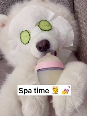 A post by @ashleycutepet on TikTok caption: A frugal dog 🤣 #samoyed #spatime #doggy #goodboy #dogsoftiktok #fyp